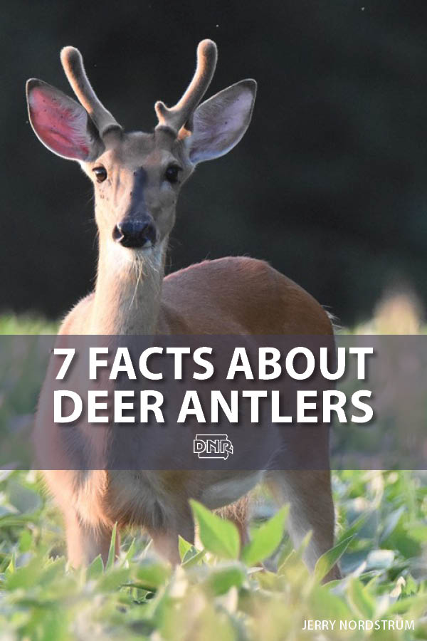 7 things you may not know about deer antlers  |  Iowa DNR